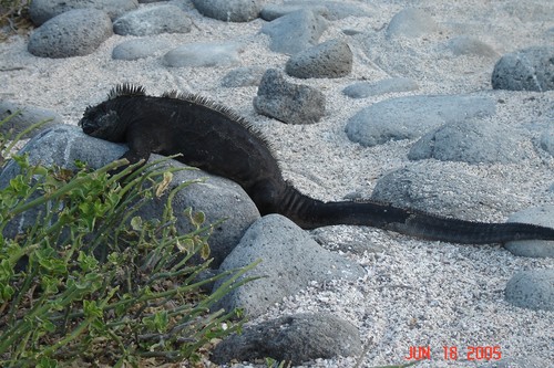 Marine Iguana 